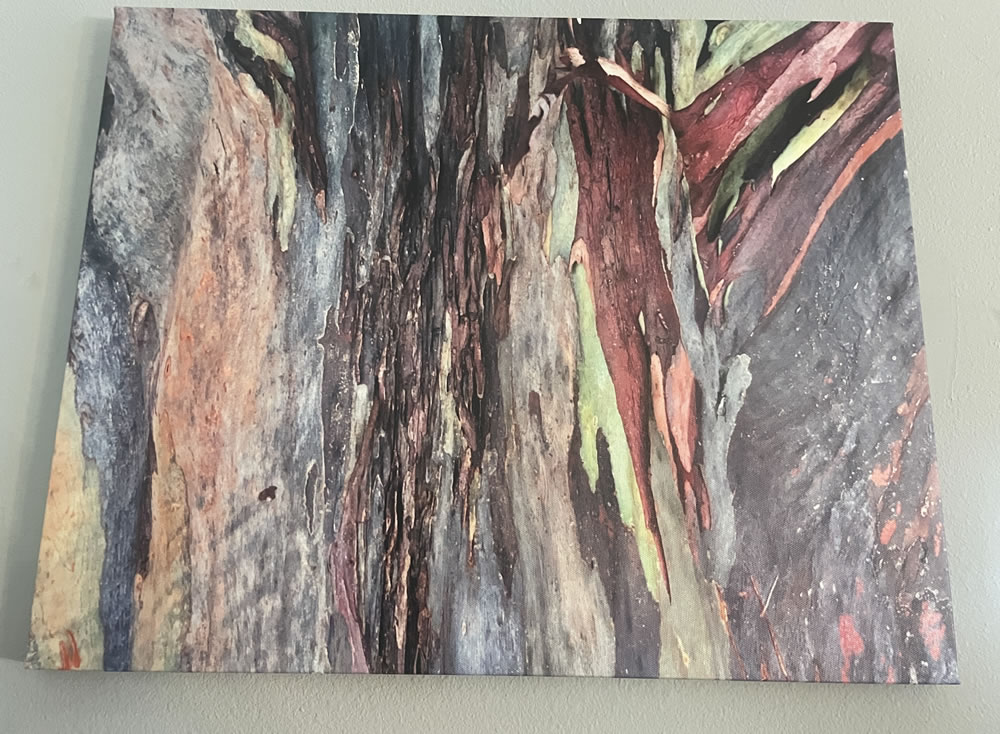 Eucalyptus Tree | 16"x20" | Photo on Canvas | $75