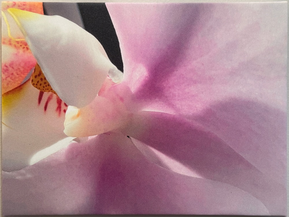 Orchid | 16"x20" Photo on Canvas | $75